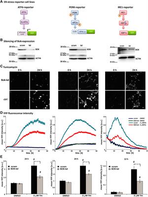 BOK controls ER proteostasis and physiological ER stress responses in neurons